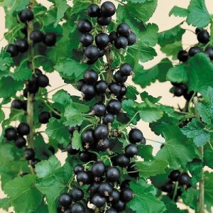  Josta - kríženec ríbezle a egreša (Ribes nidigrolaria) - stredne skorá 70-100 cm; voľnokorenná, kríková
